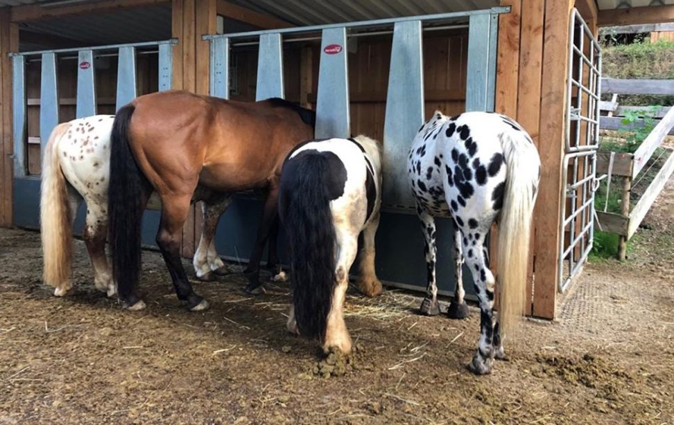 Four equines of varying sizes and colors are seen from behind, eating from multiple feeding stations