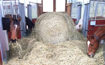 Four horses feeding on a large round bale from the inside of a group hay feeder
