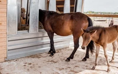 A brown horse eats from a feeding station while a foal stands behind it