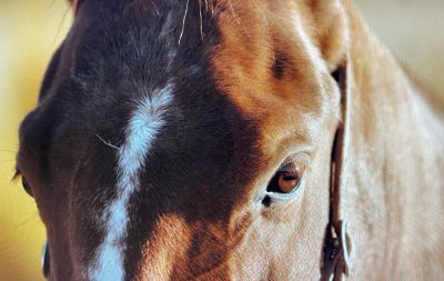 A closeup of a brown horse's forehead and eye