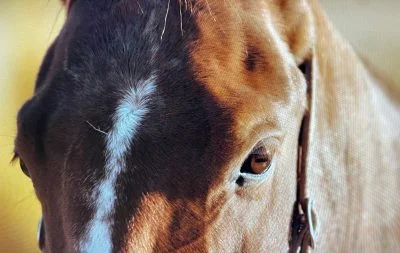 A closeup of a brown horse's forehead and eye