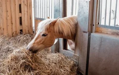 A pony eats hay from a single feeder