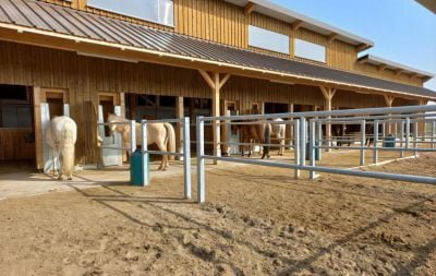 Multiple horses eat from their respective automatic single feeders that are built into the barn paddocks