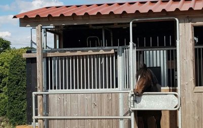 A horse inside an automatic horse feeding station, accessed by transponder
