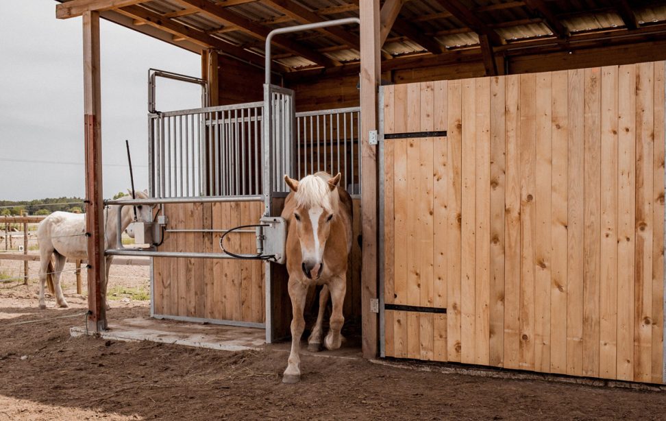 A pony leaves the automatic feeding station via transponder