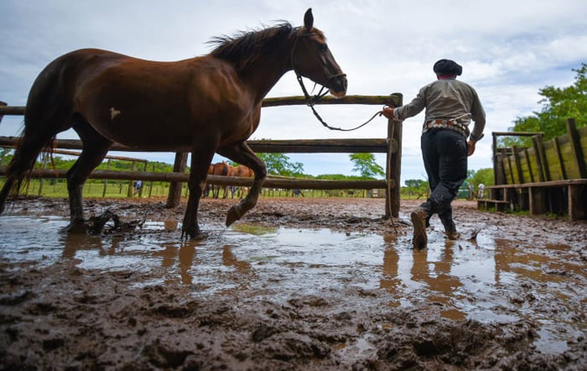 A person seen from behind is walking a horse out of a muddy paddock