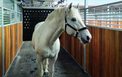 A grey horse in a horse walker, with a divider moving it forward