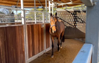 A horse walks in a hot walker