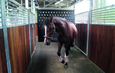 A brown horse seen from the front, reluctantly walks in a horse exerciser