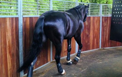A shiny horse, taken from a back-side angle, in a hot walker with exercise boots on