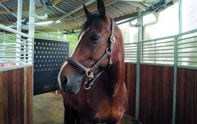 A horse stands in a hot walker, looking to the left