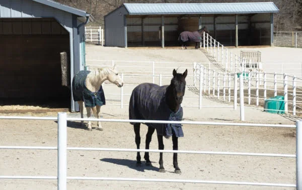 Two horses stand in a sand paddock