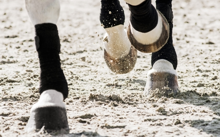 The lower legs of a horse as it's trotting through sand arena footing