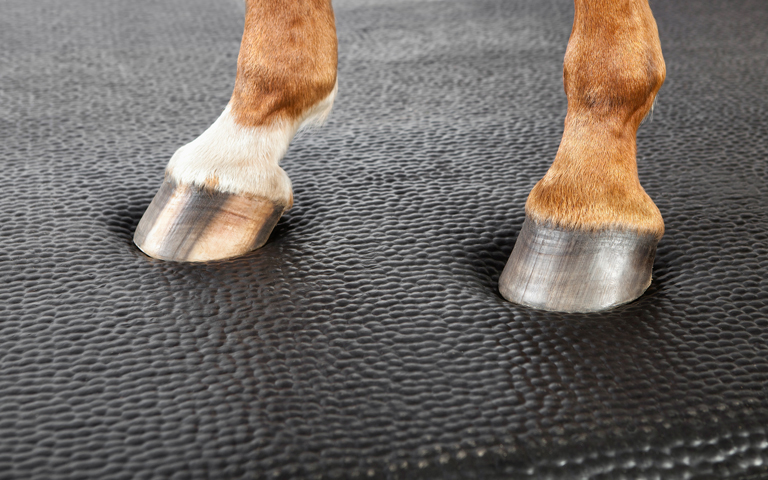 A horse's front hooves standing on a softbed comfort stall mattress