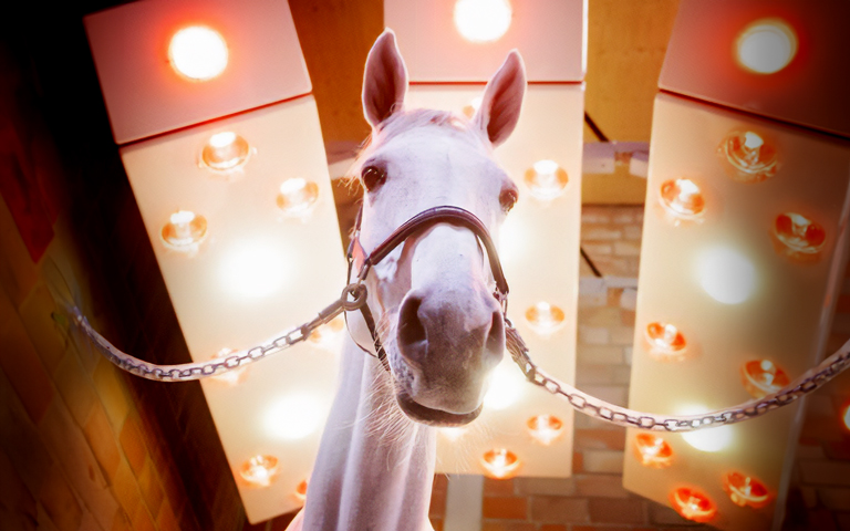 A grey horse under a horse solarium looks down at the camera