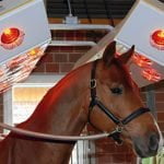 A chesnut horse on cross-ties, standing under a horse solarium