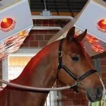 A chesnut horse on cross-ties, standing under a horse solarium
