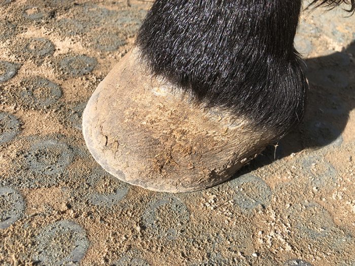 A close up of a horse's hoof standing on a paddock mat
