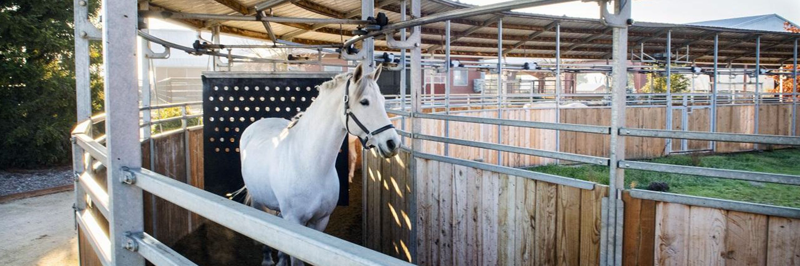 A gray horse walks in a horse walker with an open center