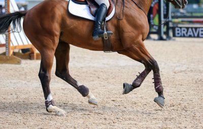 The lower half of a horse and rider's leg, cantering through the Brave Horse jumping arena.