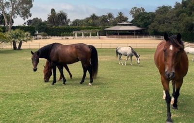 Five horses graze in a pasture, with a sand paddock and the new round pen in the background at Hope Ranch.