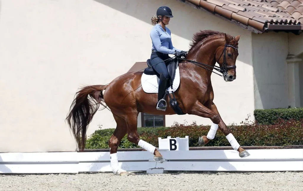 A hose and rider canter down the long side of an outdoor dressage arena.